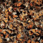 MARIPOSA MONARCA ALZA EL VUELO Y DUPLICA SU PRESENCIA EN MÉXICO