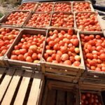 ARANCEL AL JITOMATE PONE EN JAQUE EMPLEOS Y EXPORTACIONES
