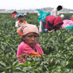 SEDAPIA reconoció atención gradual a la violencia contra mujeres jornaleras