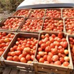 México fija precios mínimos de exportación para el jitomate fresco; el acuerdo ya está en vigor
