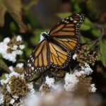Mariposa monarca recupera 64% de superficie en bosques mexicanos
