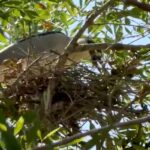 Aseguran fauna exótica y drogas en operativo policial; confirman muerte de 34 perros en refugios de CDMX