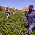 SRE confirma 14 muertes de mexicanos bajo custodia del ICE; Sheinbaum critica endurecimiento migratorio de Trump