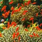 Corredor Arrecifal del Suroeste abarca más de 1.1 millones de hectáreas en el Golfo de México