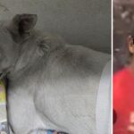 Reportan muerte de decenas de animales en Chiapas y CDMX; rescatan más de 700 en Ecatepec