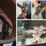 Aseguran cuatro animales exóticos y drogas en operativo contra centro de operaciones en Ciudad de México