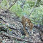 Registran por primera vez jaguar en Reserva de la Biosfera Sierra Gorda de Guanajuato