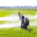 Gobierno federal anuncia uso de sargazo en obras y refuerza limpieza de playas ante Semana Santa