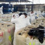 FGR incinera más de 33 toneladas de precursores químicos en Estado de México