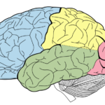 Estudio español revela que entrenar el cerebro en casa alivia el Parkinson