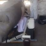 Reportan fauna marina muerta en Tijuana y Veracruz; Gobierno federal asegura protección de tortugas en Tamaulipas