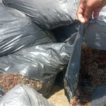 Marina aclara que bolsas en playas de Veracruz contenían sargazo y no chapopote