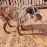 Feminicidio y ataque a comunidad LGBT+ en Morelia dejan tres muertos en una semana