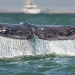 Jueza de Sonora prohíbe tránsito de buques de gas en el Mar de Cortés para proteger ballenas