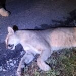 Atropellamiento de dos pumas en carretera 57 enciende alertas en Coahuila