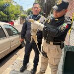 Personal de la SSC resguarda lagarto varano en la colonia Unión Postal
