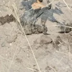 Colectivo halla fosa clandestina con restos óseos en fraccionamiento de Tlajomulco