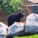 Reintroducen nueva manada de lobo mexicano en Durango y avanzan proyectos de conservación regional