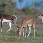 Ofrecen recompensa por autor de disparo que mató a antílope en zoológico de Viena