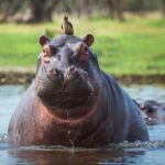 Hipopótamos de Escobar alteran la biodiversidad del río Magdalena