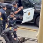 Un perro policía asiste en el arresto de un hombre en San Diego