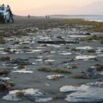 Pemex confirma que derrame en Golfo de México se originó por fuga en oleoducto submarino