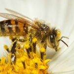 Jalisco, Sinaloa y Guanajuato encabezan lista de picaduras de abeja en México en 2026