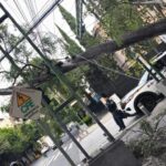 Registran caída de siete árboles en cinco alcaldías de la CDMX