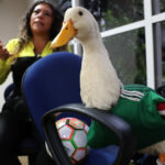 Merlín, el ‘pato mundialista’, se vuelve viral durante el Mundial 2026 en México