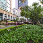Lluvias en CDMX dejan caída de árboles y espectaculares; activan Operativo Tlaloque 2.0