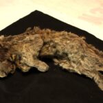 Estudio de ADN confirma que el león de las cavernas era una especie independiente