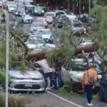 Rescatan a mujer tras derrumbe en la Condesa; caen árboles en Santa Fe y Del Valle