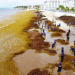 Impulsan industria para aprovechar el sargazo como materia prima en el Caribe Mexicano