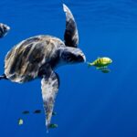Gobierno de Trump inicia desmantelamiento de red de instrumentos oceanográficos para investigación climática