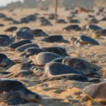Michoacán libera más de 6.7 millones de crías de tortuga marina en temporada 2025-2026