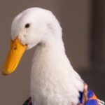 Intentan registrar marca del pato Merlín sin consentimiento de sus dueños