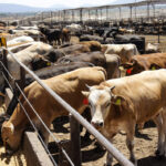 USDA confirma primer caso de gusano barrenador en ganado bovino en EE.UU. desde 1976