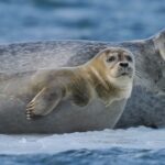 Gripe aviar H5 mata a más de 13 mil crías de elefante marino en islas australianas