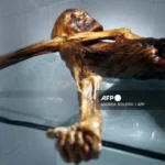 Científicos cultivan levadura de la momia Ötzi y logran hornear pan