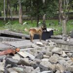 Ejército Mexicano demuestra capacidad de binomios caninos en búsqueda de personas atrapadas