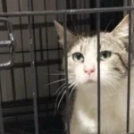 Rescatan a gata lesionada en azotea de la colonia Doctores