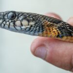 Voluntarios y autoridades cazan serpientes invasoras para salvar a la lagartija pitiusa en Ibiza