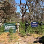 Destruyen 42 mil plantas de presunta marihuana en Tequila, Jalisco
