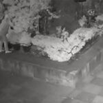 Roban esculturas de bronce inspiradas en Varo y Carrington de iglesia en CDMX
