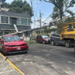 Activan Alerta Amarilla en ocho alcaldías de la CDMX; árbol de 15 metros colapsa en Gustavo A. Madero