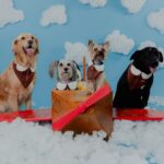 Realizarán sesión fotográfica con mascotas en Tijuana para apoyar a Fundación Karu Pet Rescue