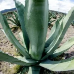 Guanajuato consolida liderazgo como segundo productor nacional de agave tequilero