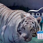 Profepa y UNAM anunciarán resultados de necropsia del tigre Kenzo la segunda semana de julio
