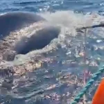 Profepa libera a ballena jorobada atrapada en red de nylon en Baja California Sur