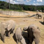 Africam Safari donará taquilla del 5 de julio a los Topos de Tlatelolco para ayuda en Venezuela